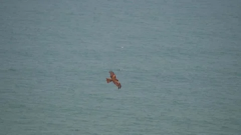 Eagle flying above the blue Arabian sea as seen from Chapora Fort at Goa Stock Footage 194360019