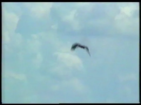 Eagle Flying Above Mountains And Forests In Altai Stock Footage 340541072