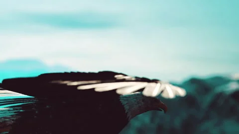 Eagle flying above mountains during clear sky in midday light Stock Footage 339883322