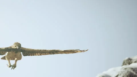 Eagle flying above rocky ground on a bright day in nature Stock Footage 340231239