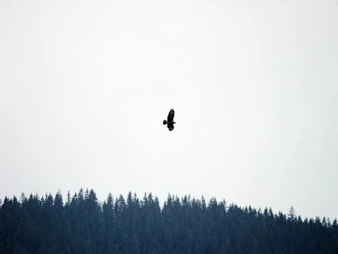 Eagle Flying Above The Woods Stock Photos