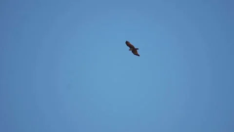 Eagle flying against the blue sky at Goa in India. Eagle hunting for food  Vídeos de archivo 228429074