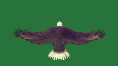 An eagle flying in the air on a and is bald black white bird isolated isolated Stock Footage 336893310