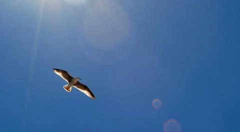 Eagle flying alone in the sky Stock Photos