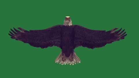 An eagle is flying on a and in the air standing bald flight against isolated 스톡 동영상 336893302