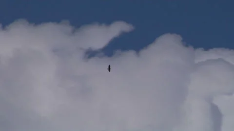 Eagle flying around in clouds Stock Footage 44456511