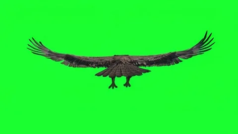 Eagle flying away back view green screen. Stock Footage 336328273