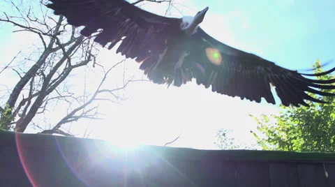Eagle flying away. bird. slow motion. animals. sun flare Stock Footage 32231828