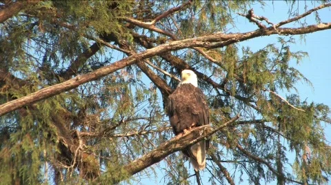  Eagle flying away Stock Footage 199707