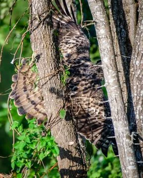 Eagle flying behind the tree, perfect camouflage in the wild. Crested hawk-.. Stock Photos