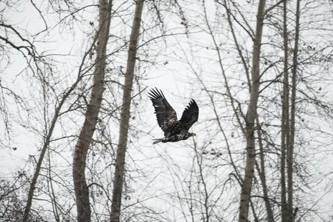 Eagle Flying Between Trees Stock Photos