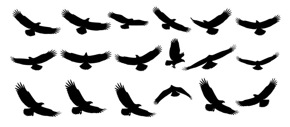 Eagle Flying Bird Silhouette Vector Isolated Wildlife Design Stock Illustration