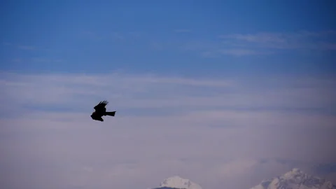 Eagle flying in a blue sky above valley Stock Footage 246723951