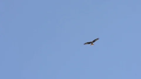 Eagle flying in the blue sky Stock Footage 76004311