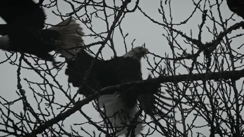 Eagle Flying Off Branch While Another Takes Its Place Stock Footage 315090996