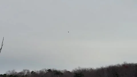 Eagle flying in clear sky 動画素材 294886508