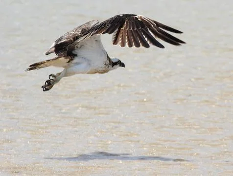 Eagle is flying close to water surface Stock Photos