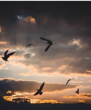 Eagle flying in clouds and sunlight Stock Photos