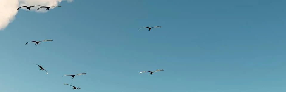 Eagle flying in the clouds at dawn Stock Illustration