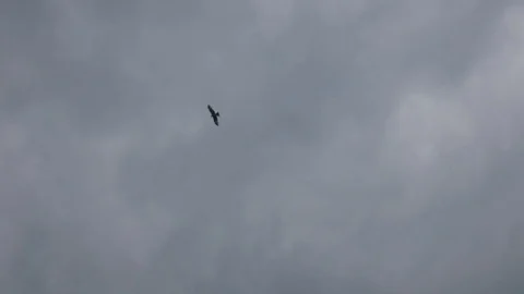 Eagle flying in the clouds Stock Footage 81316278