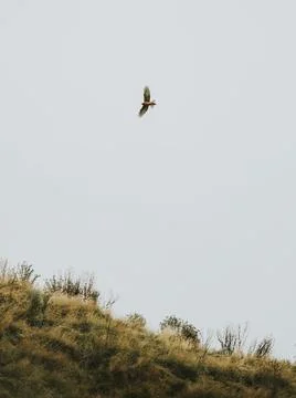 Eagle flying in a cloudy sky Stock Photos