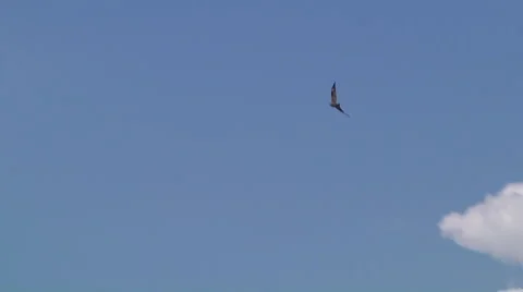 Eagle flying at the Dal Lake in Srinagar, Jammu and Kashmir, India Stock Footage 46936075