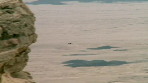 Eagle flying Video stock 533914