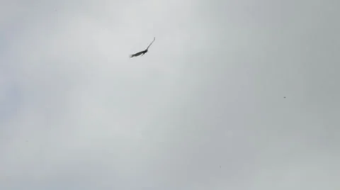 EAGLE FLYING Stock Footage 27986638
