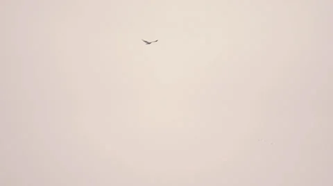 Eagle flying  Stock Footage 33528958