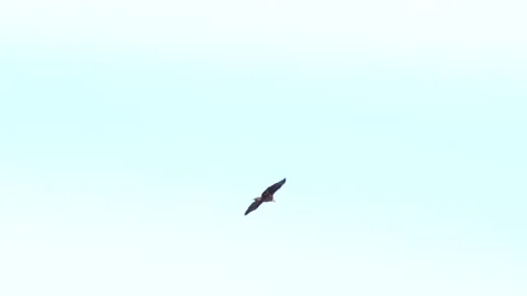 Eagle Flying Stock Footage 149161474