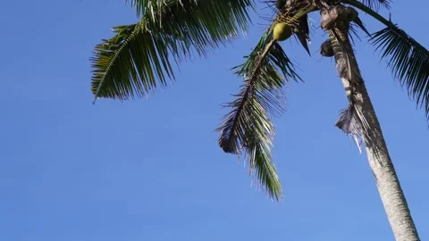 An eagle flying Stock Footage 331060529