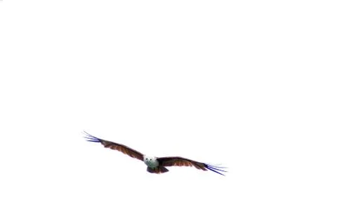 An eagle flying freely in open sky Stock Photos