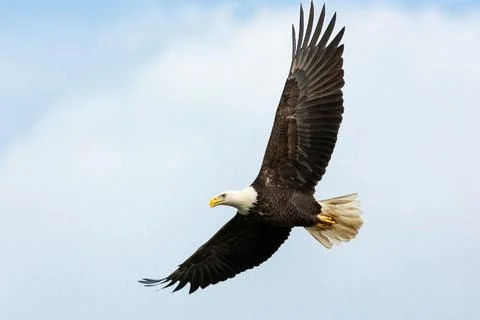 An eagle is flying freely Stock Photos