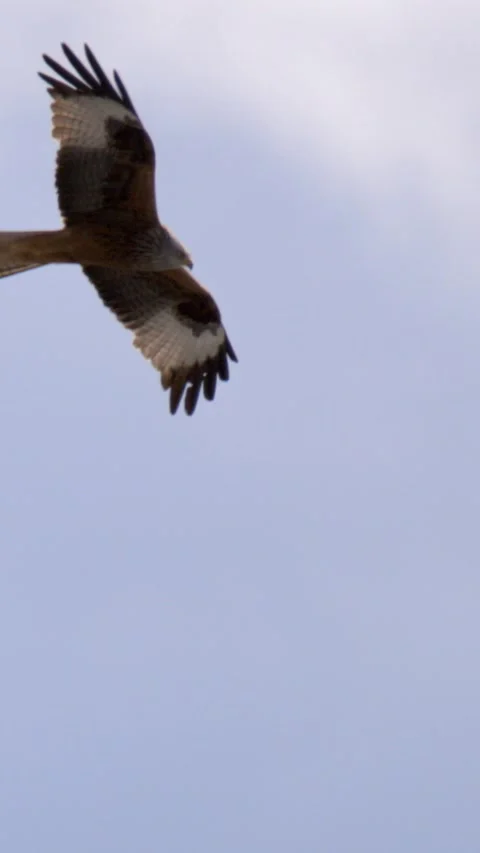 Eagle Flying Gracefully. Graceful Raptor Spreading Wings As It Moves Across Stor Stock Footage 335579084