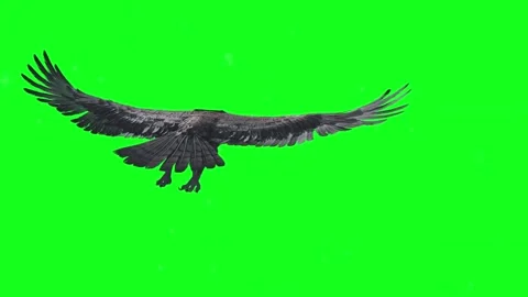 Eagle Flying on Green Screen 4k Chroma key, Flying eagle Flying Bird on gre.. Stock Footage 307007279