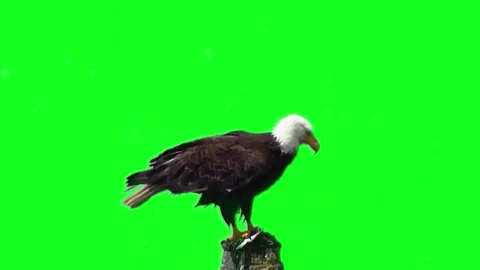 Eagle Flying on Green Screen 4k Chroma key, Flying eagle Flying Bird on gre.. Stock Footage 307007285