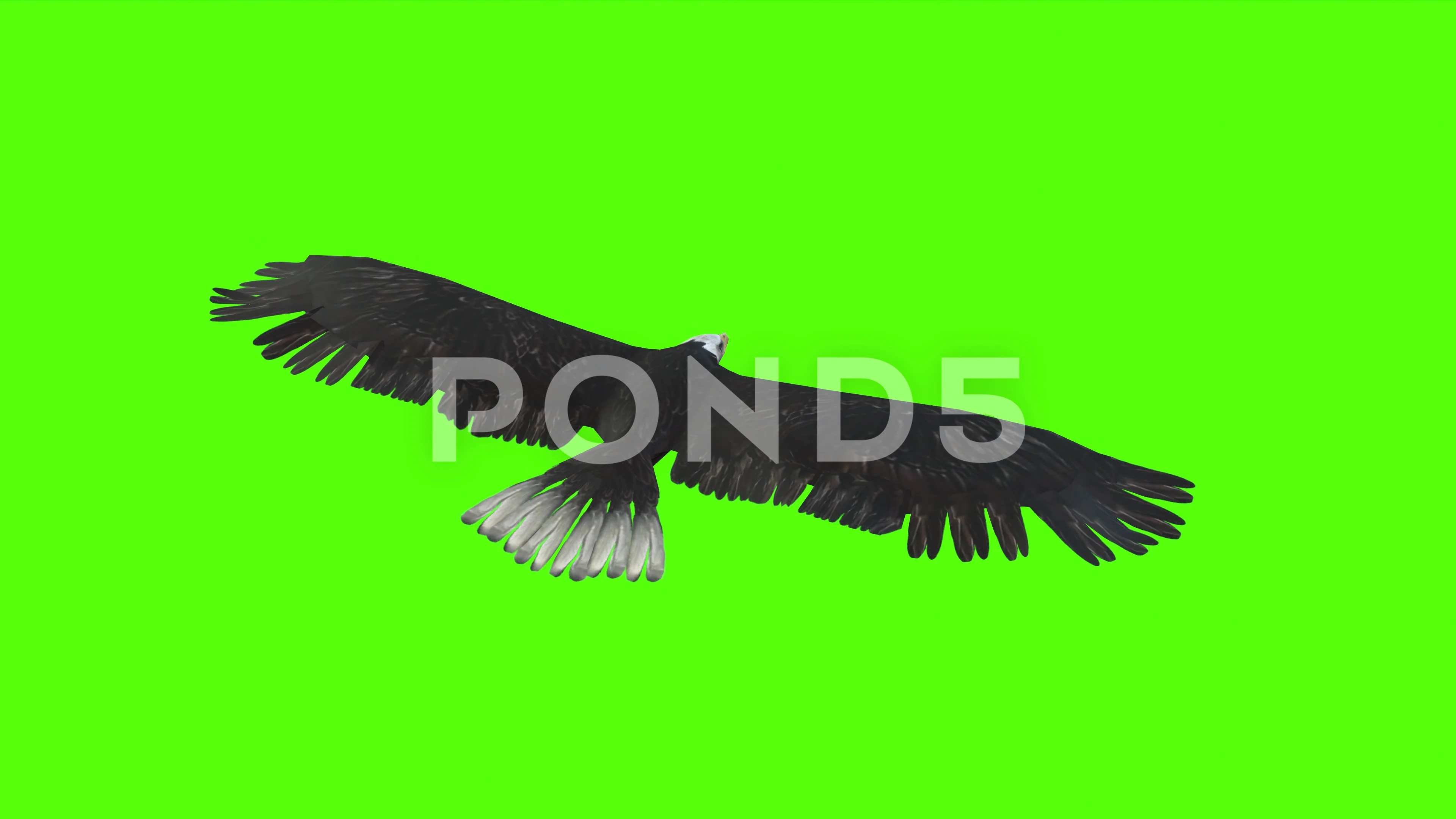 Eagle Flying Green Screen Stock Video Footage | Royalty Free Eagle Flying  Green Screen Videos | Pond5