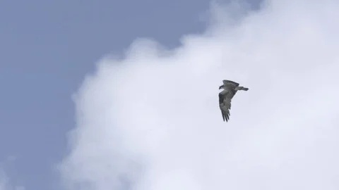 Eagle flying high against the blue sky Stock Footage 77809336