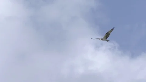 Eagle flying high against the blue sky Stock Footage 77809346