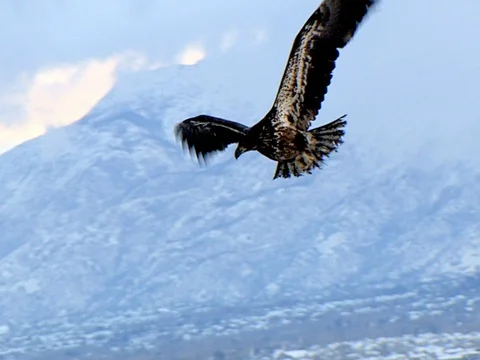 Eagle Flying High, Against Snow Covered Mountains, 75% sloMo w audio Stock Footage 124510474