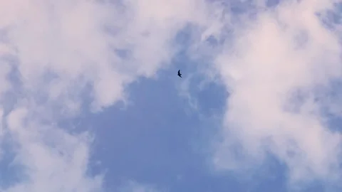 Eagle flying high in blue sky above clouds provides majestic aerial view of.. Stock Footage 345424469