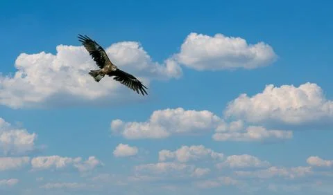An Eagle flying high in the sky Stock Photos