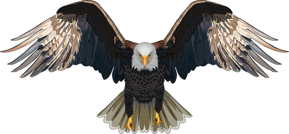 Eagle flying Stock Illustration