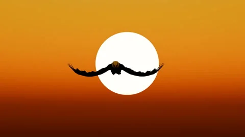 Eagle flying landscape Video stock 300527024