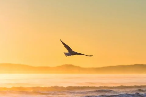 An eagle is flying in the middle of the ocean Stock Photos