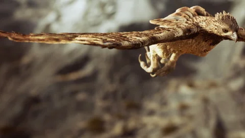 Eagle flying in the mountains during the daytime Stock Footage 345056754