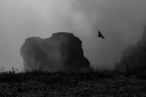 Eagle flying in the mountains in the fog Stock Photos