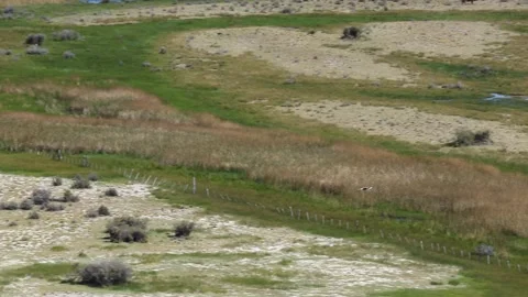 An eagle flying over a beautiful green area in Argentine Patagonia Stock Footage 345664808