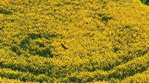 An eagle is flying over colourful fields along the river Stock Footage 333310393