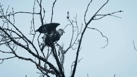 Eagle Flying Over a Dry Branch Video stock 315091029